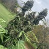 4826669_grow-journal-by-leastexpectedgrower.jpg