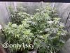 only1sky-medic-grow-fold-8-review-6.jpg