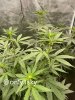 only1sky-medic-grow-fold-8-review-8.jpg