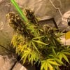 4846232_grow-journal-by-leastexpectedgrower.jpg