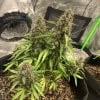 4865636_grow-journal-by-leastexpectedgrower.jpg