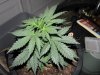 socal70-albums-1st-grow-picture70196-day33-0443.jpg