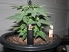 socal70-albums-1st-grow-picture70197-day33-0444.jpg