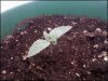 Day 5(Plant 1).jpg