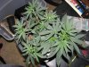 socal70-albums-1st-grow-picture70202-day33-0449.jpg