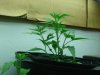 white widow& lavander clone,june 20.jpg