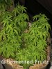 grow-with-medic-grow-fold-8-20210901-1.jpg