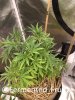 grow-with-medic-grow-fold-8-20210910-3.jpg