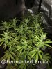 grow-with-medic-grow-fold-8-20211003-9.jpg