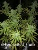 grow-with-medic-grow-fold-8-20211015-1.jpg