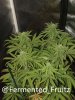 grow-with-medic-grow-fold-8-20211015-5.jpg