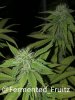 grow-with-medic-grow-fold-8-20211015-6.jpg