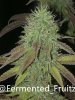 grow-with-medic-grow-fold-8-20211031-2.jpg