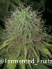 grow-with-medic-grow-fold-8-20211031-5.jpg