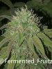 grow-with-medic-grow-fold-8-20211031-9.jpg