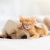 cute-photos-of-cats-with-dog-1593205570.jpg