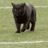 cat-chonk.gif