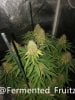 grow-with-medic-grow-fold-8-20211107-1.jpg