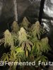 grow-with-medic-grow-fold-8-20211107-3.jpg