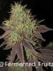 grow-with-medic-grow-fold-8-20211107-4.jpg