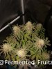 grow-with-medic-grow-fold-8-20211107-5.jpg