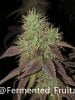 grow-with-medic-grow-fold-8-20211107-8.jpg