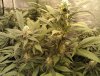 6 - Smll Strawberry Banana Kush plant forming two big branch buds.jpg