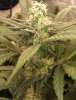 10 - closer look at a Strawberry Bnana Kush bud.jpg