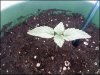 day 7(plant 1).jpg