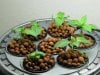 Basil and Pepper Seedlings.jpg