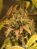 grow-with-medic-grow-fold-8-20211116-3.jpg