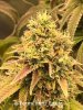 grow-with-medic-grow-fold-8-20211116-4.jpg