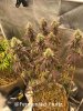 grow-with-medic-grow-fold-8-20211116-6.jpg