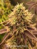 grow-with-medic-grow-fold-8-20211116-8.jpg