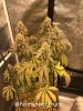 grow-with-medic-grow-fold-8-20211116-10.jpg