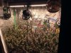 cannabliss239@SP 6500 ,Sensi Star, Dantes inferno, God bud 2.0 .jpg