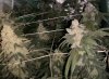 grow-with-medic-grow-fold-8-justgrowmo-harvest-day.jpg