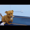 treadmill-dog.gif