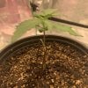 5023841_grow-journal-by-leastexpectedgrowergrowerschoiceseedstangerine-dream-auto_m.jpg