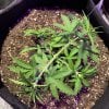 4573868_grow-journal-by-leastexpectedgrower.jpg