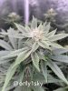 only1sky-grow-with-medic-grow-fold-8-day-35-into-flower-2.jpg