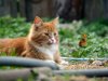 summer-cat-28.jpg