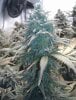 5 - Frosty GoldMine Bud.jpg