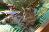 summer-cat-6.jpg