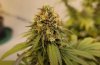 night-terror-coming-down-in-bud-room-with-medicgrow-fold8-ez8.jpg