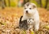 scottish-cat-alaskan-malamute-puppy-dog-together-autumn-park-77792409.jpg