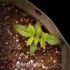 medic-grow-fold-8-grow-journal-hnhfarms-1219.jpg