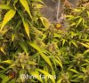 medic-grow-fold-8-grow-journal-hnhfarms-1221.jpg