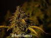 medic-grow-fold-8-grow-journal-hnhfarms-1223-1.jpg