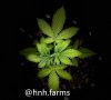 medic-grow-fold-8-grow-journal-hnhfarms-1227.jpg